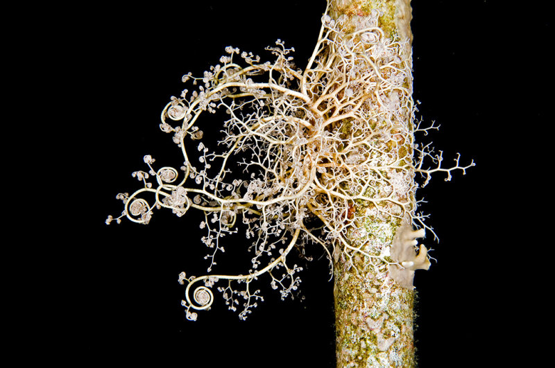 Basket star