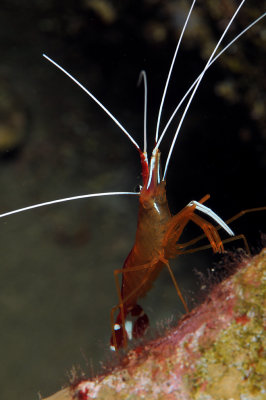 White-banded cleaner shrimp 