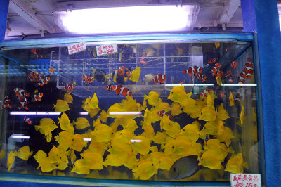 Mongkok goldfish market