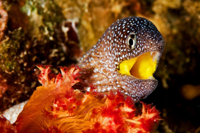 Yellow Mouth Moray Eel