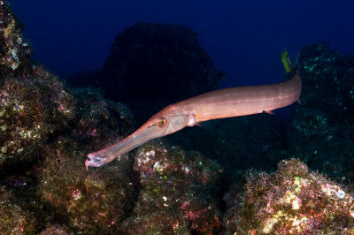 Pacific Trumpetfish