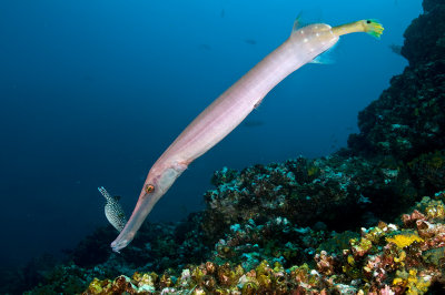 Passific Trumpetfish