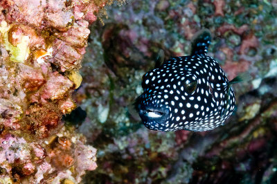 Pufferfish