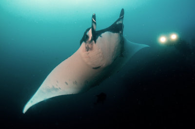 Manta Ray