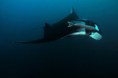 Manta Ray