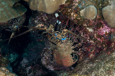 Spiny Lobsters