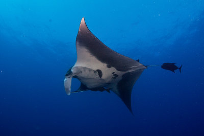 Manta Ray