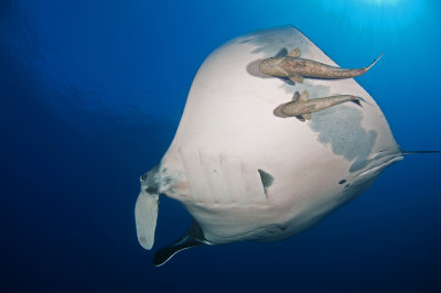 Manta Ray and Remoras