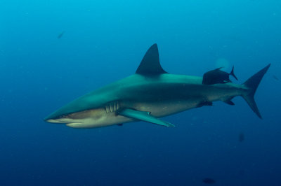 Galapagos Shark