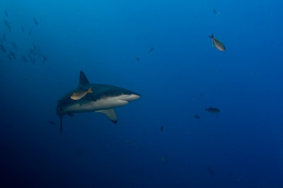 Galapagos Shark