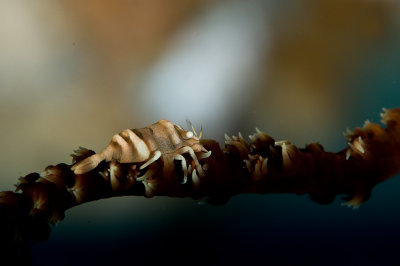 Wire coral shrimp 