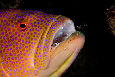 Coral Grouper in a cleaning station