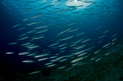 Yellowtail Barracudas