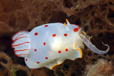 Nudibranch eating a sea hare