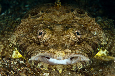 Crocodile fish