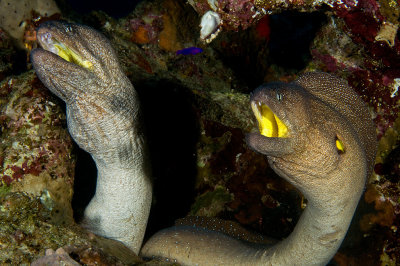 Yellow Mouth Moray Eels