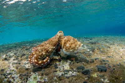 Day Octopus (Octopus Cyanea)