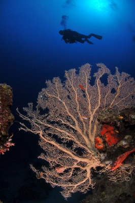 Gorgonia and a diver