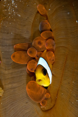 Red Sea Clownfish (Amphiprion bicinctus)