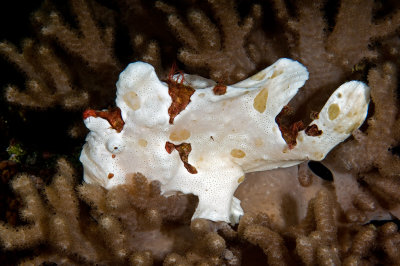 Frogfish