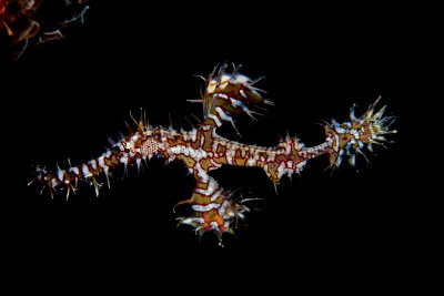 Ghost pipefish