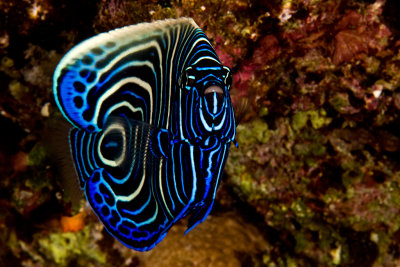 Juvenile Emperor fish 
