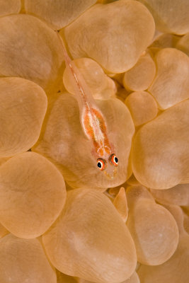 Goby on a bubble coral