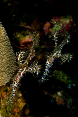 Ghost pipefish