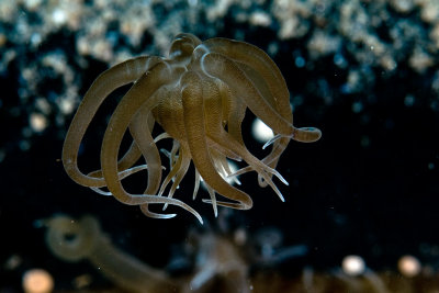 Swimming anemone 