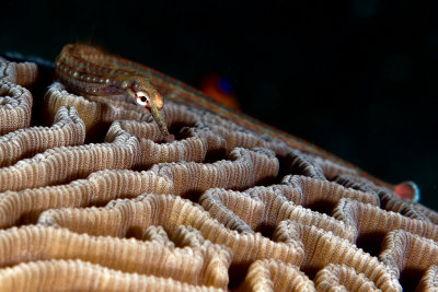 Pipefish