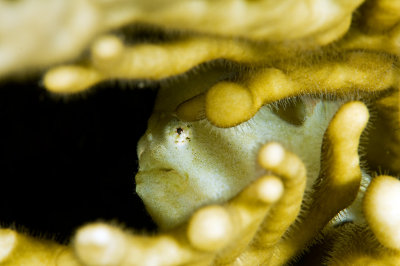 Frogfish