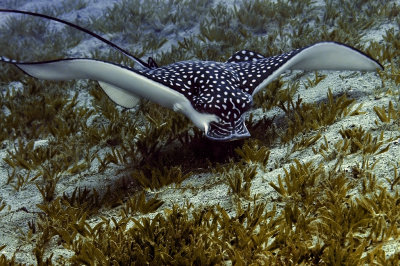 Eagle ray