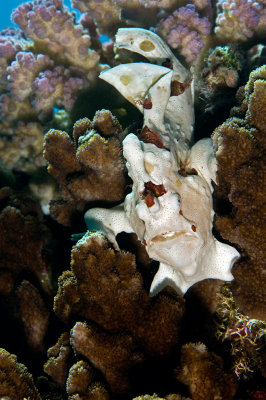 Frogfish