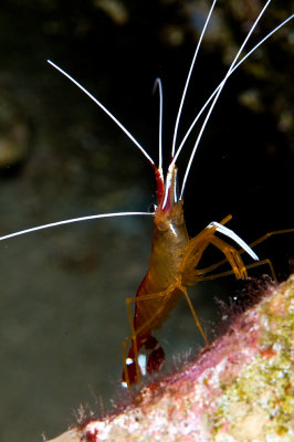 Cleaner shrimp