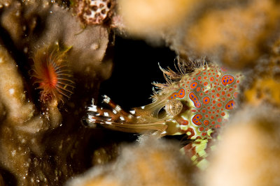 Marble Shrimp