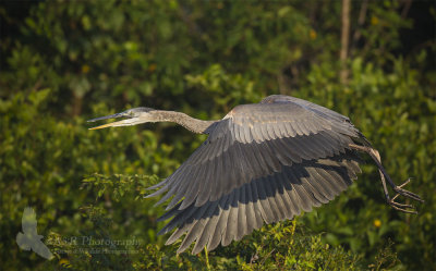 Great Blue Heron pb.jpg