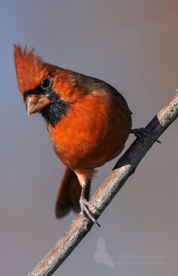 Northern Cardinal pb.jpg