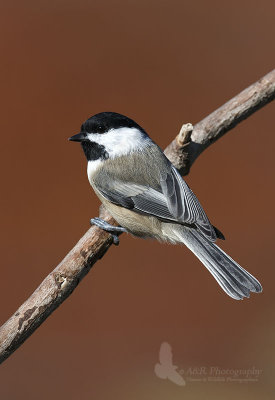 Black Capped Chickadee pb.jpg