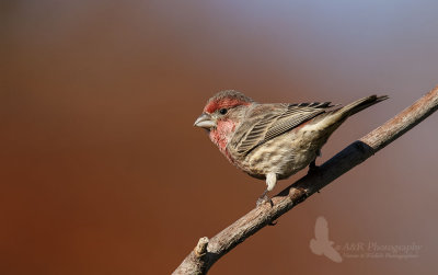 House finch pb.jpg