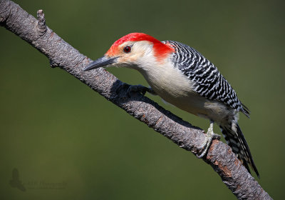 Red-Bellied Woodpecker 2 pb.jpg