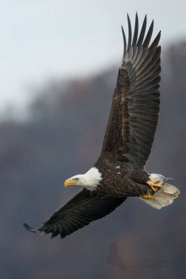 Eagle .jpg