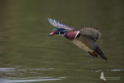 Wood Duck in flight pb.jpg