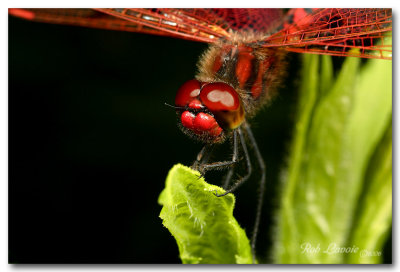 dragonfly pc.jpg