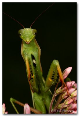 praying mantis 3 pc.jpg