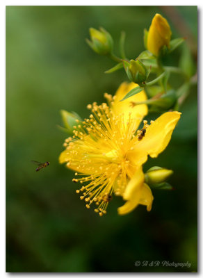flower and hover fly pc.jpg