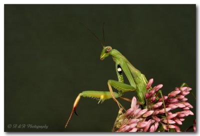 Praying Mantis pc.jpg