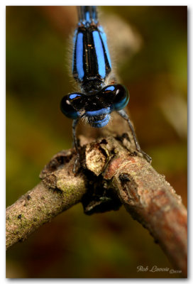 damsel on twig pc.jpg