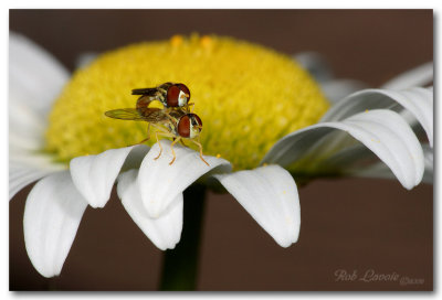 Hoverflies on a Daisy.jpg