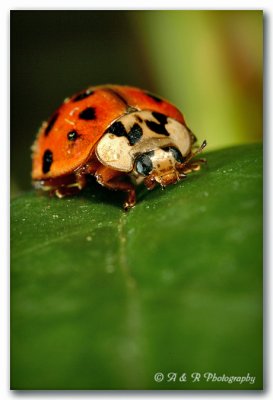 Lady bug.jpg