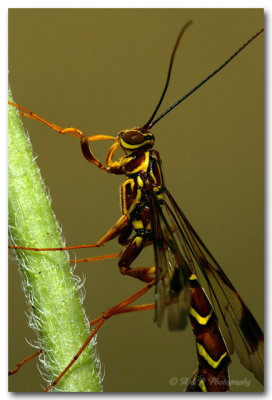 Megarhyssa Wasp 2 pc.jpg